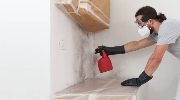 Basement Mold Remediation treatment on basement walls in Salem