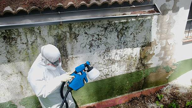 Mold Remediation service in Salem, Salem, IL